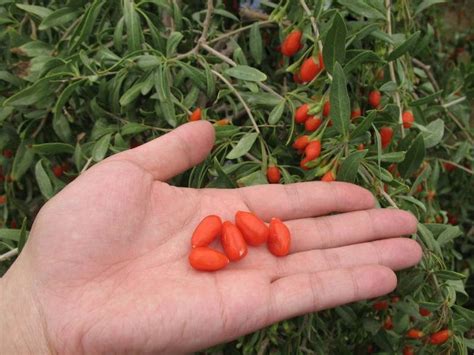 Goji Berry Lycium Barbarum 100 Seeds Perennial Etsy