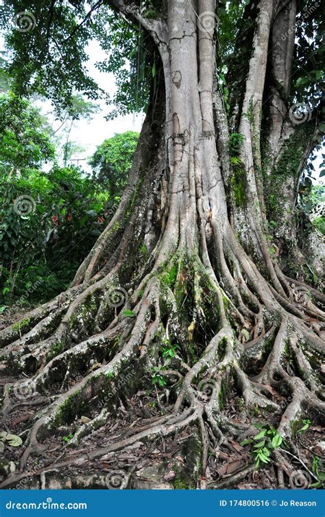 Exposed Roots Of A Tree Stock Photo Image Of Exposed 174800516