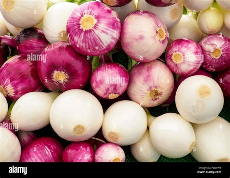 close    onion bulbs stock photo alamy