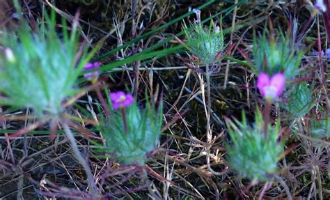 Leptosiphon Ciliatus Picturethis