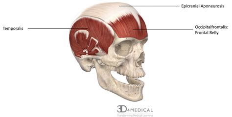 Muscles – Advanced Anatomy 2nd. Ed.