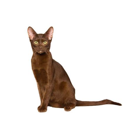 Havana Brown Cat Breed: Size, Appearance & Personality