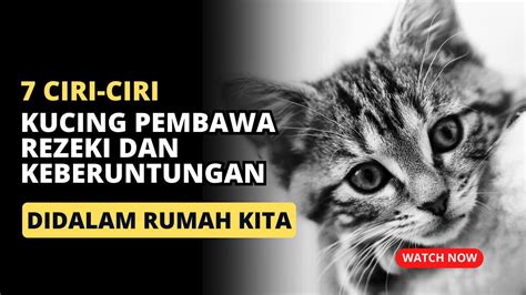 Keberuntungan Ciri Kucing Pembawa Hoki Di Rumah Kita Dalam Islam