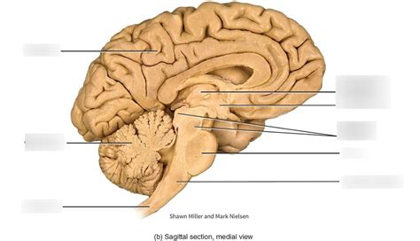 Sagittal Cross Section Of Brain Brain Stem Diagram Quizlet