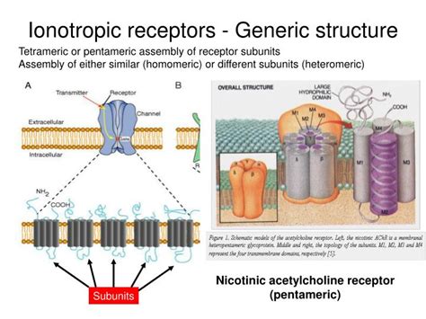 PPT - Receptors and transduction mechanisms - I PowerPoint Presentation ...