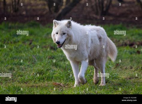 Lobo Rtico Canis Lupus Arctos Tambi N Conocido Como El Lobo Blanco