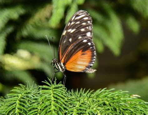 Butterfly Conservatory Returns To Amnh