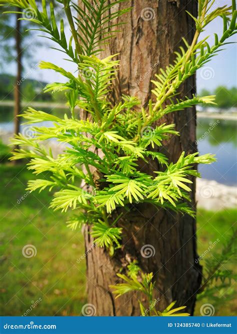 Metasequoia Glyptostroboides Stock Photo - Image of leaf, green: 124385740