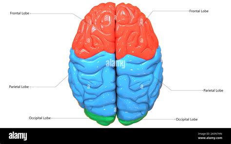 Human Brain Anatomy Superior View Cut Out Stock Images Pictures Alamy