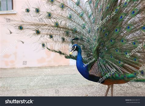 What Peacocks Eat Eating Peacock Stock Photo 654139171 | Shutterstock