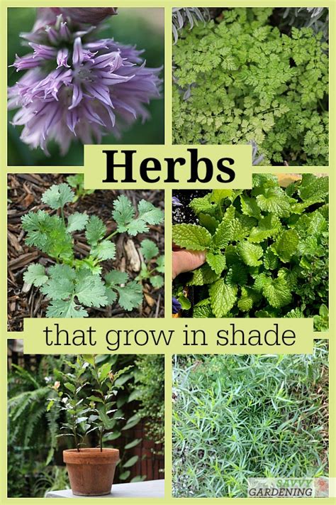 Herbs That Grow In Shade: 10 Delicious Choices for the Garden