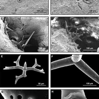 Spicules of ancient sponges. (A-B) old spicules embedded into the... | Download Scientific Diagram