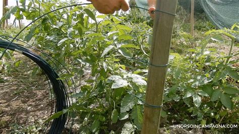 Legare I Pomodori Con Il Filo Di Ferro Un Orso In Campagna