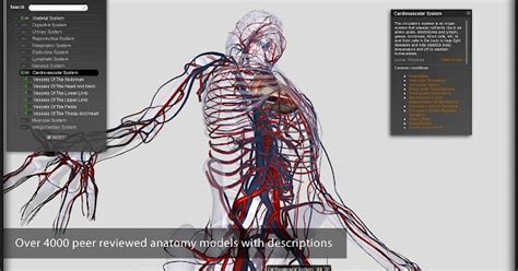 Digital human anatomy at its best! | SIDDHADREAMS