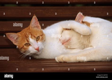 two cuddling cats Stock Photo - Alamy