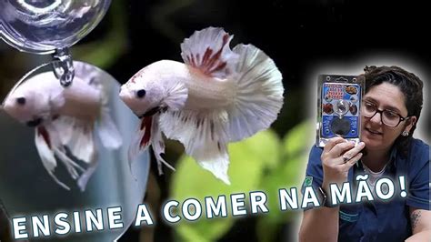 COMO ADESTRAR O PEIXE BETTA TUDO SOBRE O COMPORTAMENTO DELE NO SEU