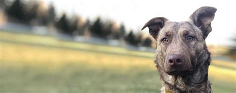 german anatolian shepherd dog breed facts  information wag dog walking