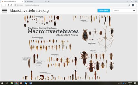 Learning to See, Seeing to Learn, Freshwater Insects