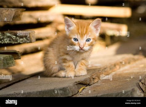 Three White Cats Garden Hi Res Stock Photography And Images Alamy