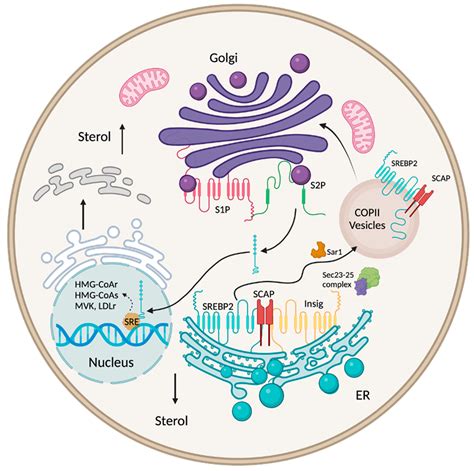 Ijms Free Full Text Regulation Of Cholesterol Metabolism By