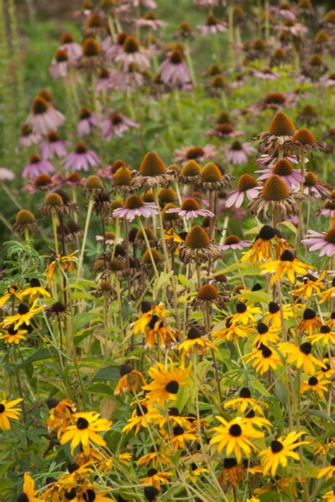 Echinacea Vignette Scott Weber Flickr