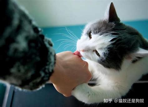 猫咪为何爱舔人？总舔这5个地方，主人要留意 知乎