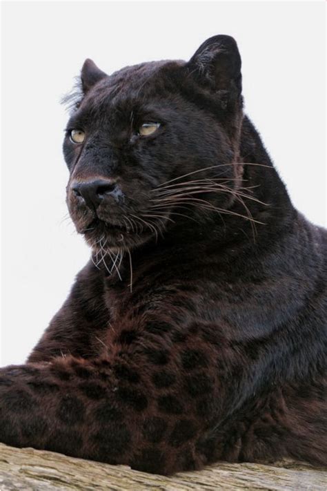 Black Panther With Spots Showing The Sunlight These Big Cats Are The