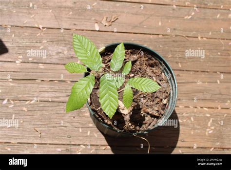 American chestnut tree blight hi-res stock photography and images - Alamy