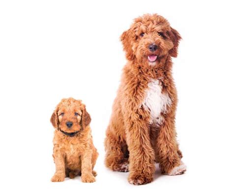 groodle puppy cost