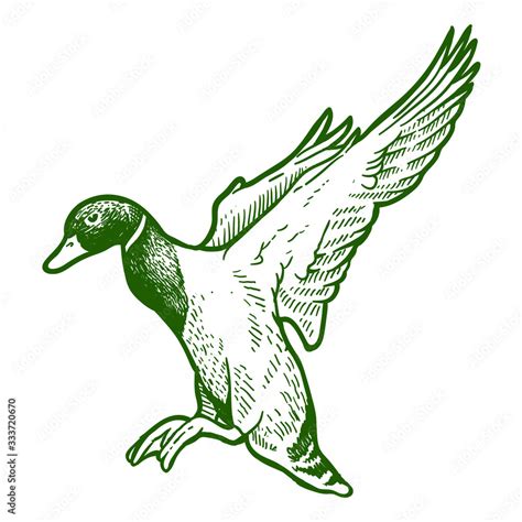 flying mallard duck hand drawing Stock Vector | Adobe Stock