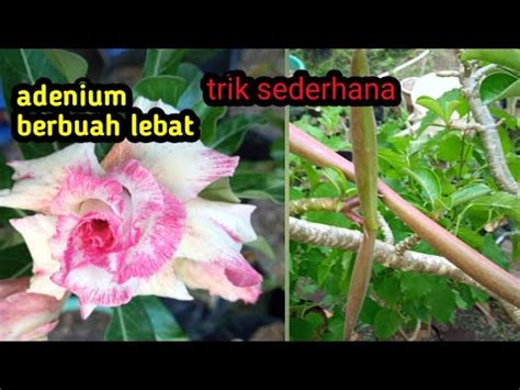 Cara Agar Adenium Berbuah Lebat Youtube