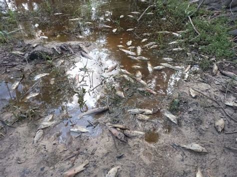 Fenômeno natural causa mortandade de peixes no rio São Miguel em RO