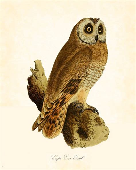 Antique Cape Owl By The Naturalist Mark Catesby 1731 From Belle