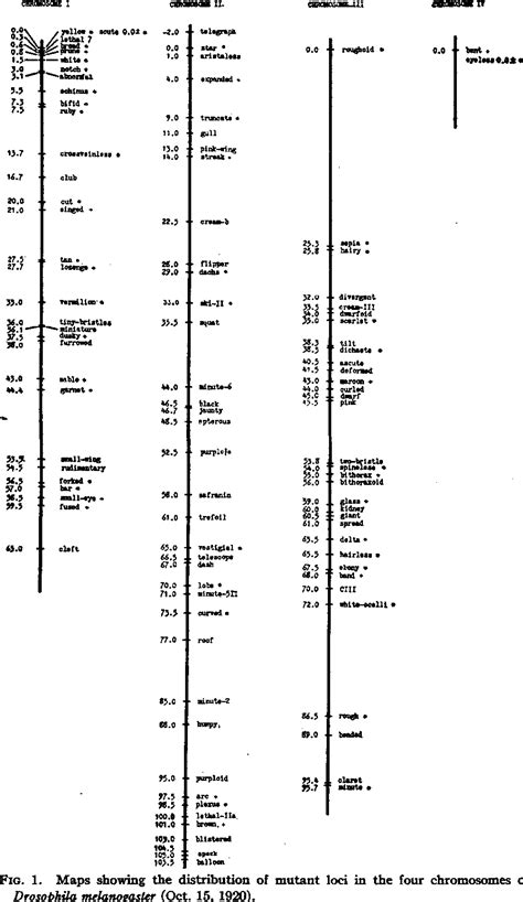 Genetic Map Drosophila