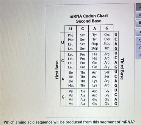 Solved Mrna Codon Chart Second Base A Which Amino Acid Sequence Will Be Produced From This Seg