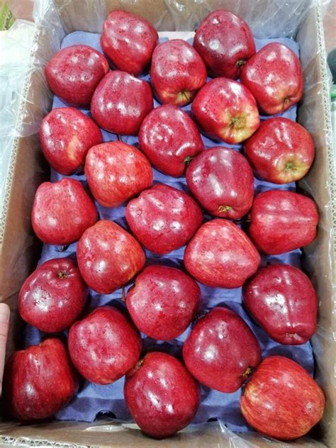 red delicious apples millstone export