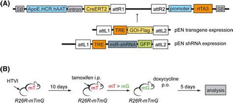 A Single Vector For Constitutive And Inducible Gene Expression Or Gene