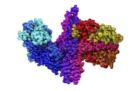 Molecular Model Of Botulinum Neurotoxin Stock Illustration