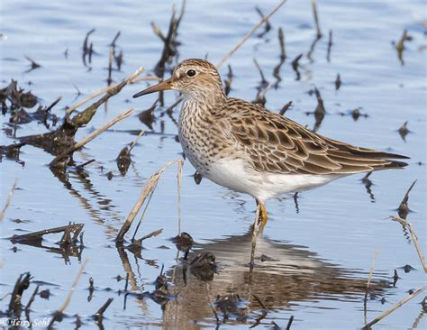 Pectoral Sandpiper - Calidris melanotos