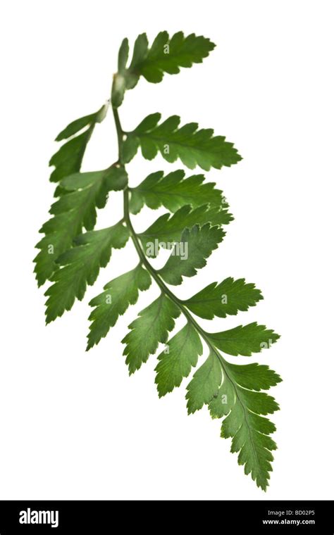 Green Fern Leaf Isolated On White Background Stock Photo Alamy