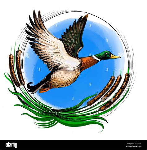 Flying Mallard Duck Hand Drawn Ink On Paper And Digitally Colored On