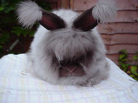 Chocolate English Angora Uk National Angora Rabbit Club