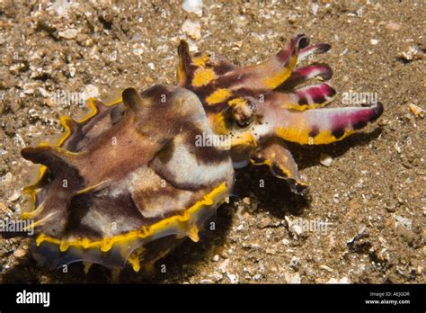 Pfeffers Flamboyant Cuttlefish Metasepia Pfefferi Hi Res Stock