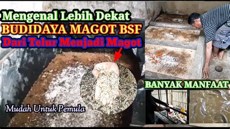 Cara Budidaya Maggot Bsf Lengkap Mudah Bagi Pemula Dari Telur