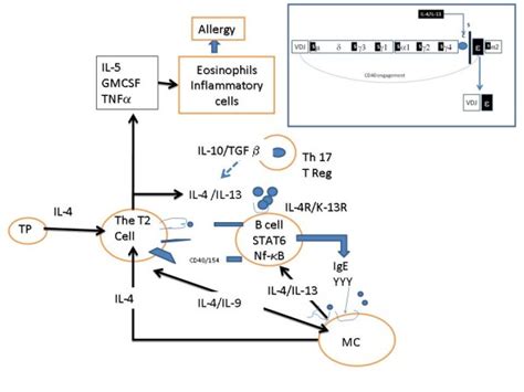 Regulation And Dysregulation Of Immunoglobulin E A Molecular And