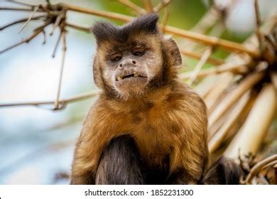 Closeup Tufted Capuchin Monkey Sapajus Apella Stock Photo