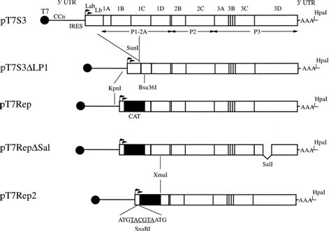 Structure Of Plasmids Encoding Fmdv Rnas Used In This Study The