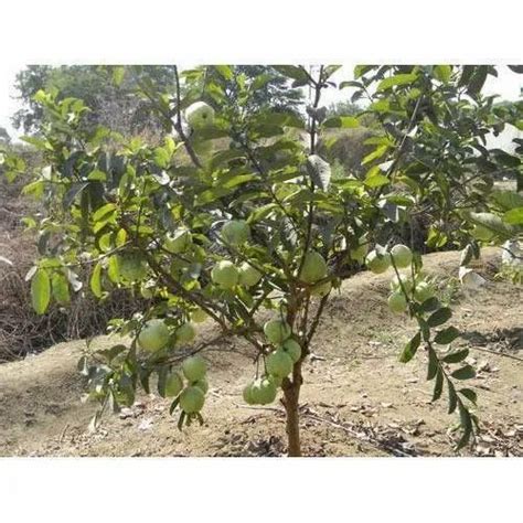 Full Sun Exposure Green Vnr Bhi Guava Plant For Fruits At Rs Unit