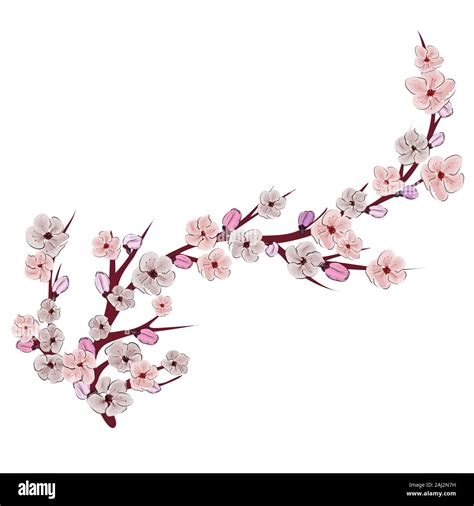 Rosa china ilustración sobre fondo blanco Flor de Cerezo rama Sakura