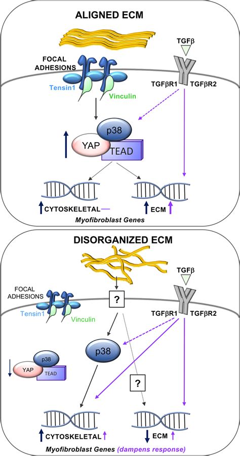 Infarct Collagen Topography Regulates Fibroblast Fate Via P38 Yes